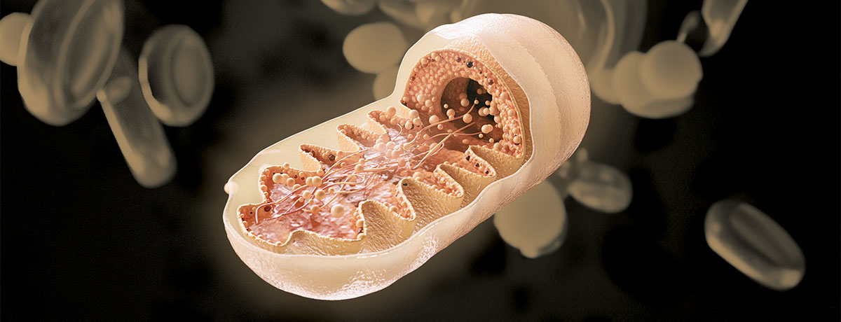Obudź mitochondria